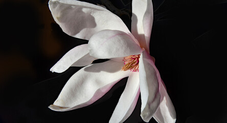 white magnolias with black background © Nina