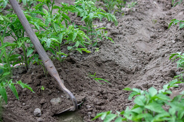 woman digs garden beds. Weeding weeds in the garden. Agricultural work.