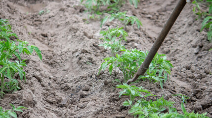 woman digs garden beds. Weeding weeds in the garden. Agricultural work.