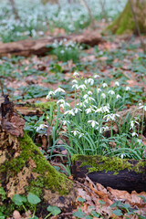 Usual beautiful snowdrops in bloom in spring. Many snowdrops start to grow from the foliage