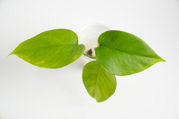 a young sprout of a monstera flower with small leaves in a disposable cup on a white background. houseplants for the house.