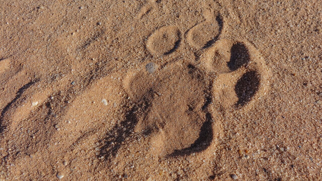 Wild lion footprint on the sand.