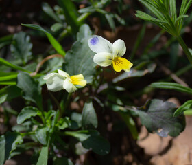 Spring floral background. Wild violet flowers (Viola arvensis Murray) with the blurry background of undergrowth.