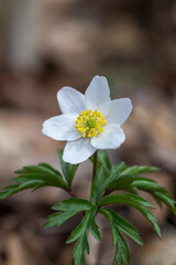 Kwitnący zawilec na brązowym tle