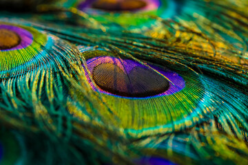 Peacock feather background.