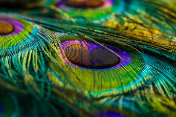 Zelfklevend Fotobehang pauwenveer close-up, pauwenveer, pauwveer, vogelveren, veerachtergrond. © Sunanda Malam