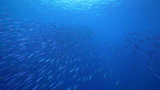 Seascape with School of Fish, Boga fish in the coral reef of the Caribbean Sea, Curacao