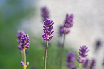 Obraz premium Close-up of buds and stems of blue lavender