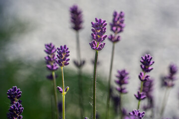 Close-up of buds and stems of blue lavender