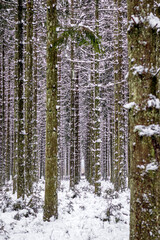 Perdu dans la forêt enneigée