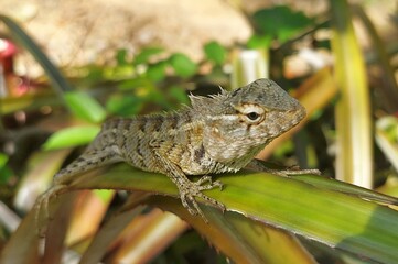 A picture of a lizard.  A lizard on a pineapple leaf.  A picture of an animal in the jungle.  wild animal.