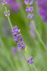 Close-up of buds and stems of blue lavender