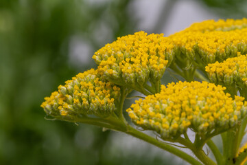 Close-ip of yellow milfoil flowers (achillea)