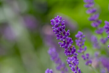 Close-up of buds of blue lavender