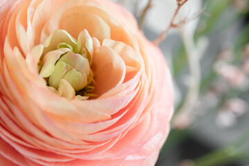 Pink ranunculus flower close up, ranunculus petals