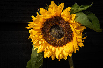 Kwiat słonecznika na czarnym tle.  - obrazy, fototapety, plakaty