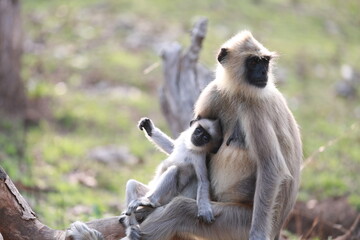 Shot on Wildlife shoot in Bandipur, India