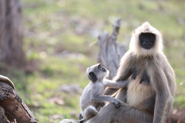 Fototapeta premium Monkey's shot in Bandipur, Bangalore Karnataka