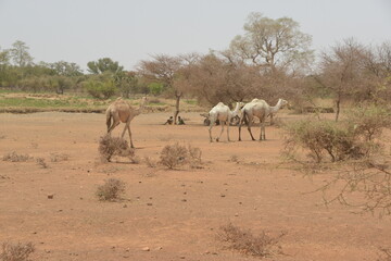 Fototapeta na wymiar les drmadeurs cherchent de quoi broutter dans le desert sahel du Burkina faso.