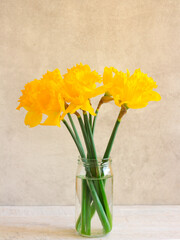 Yellow daffodils in a jar over grey background
