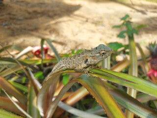 Naklejka premium A picture of a lizard. A lizard on a pineapple leaf. A picture of an animal in the jungle. wild animal.