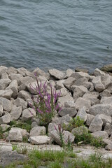 FU 2020-07-19 Rhein 112 Zwischen den Steinen wächst eine kleine Pflanze