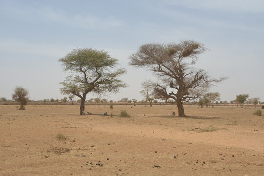 Quelques arbres qui  résistent aux changements climatique dans le Nord Sahel du Burkina Faso