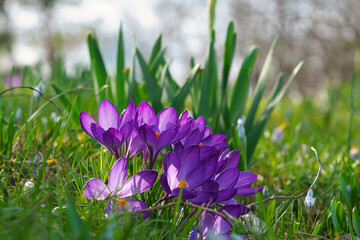 Crocus flowers on a meadow, delicate and with slightly blurred background.