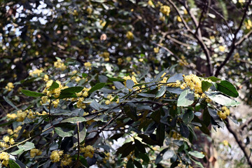 autumn leaves on the tree