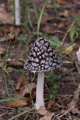 fly mushroom