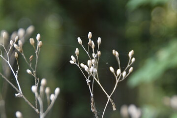 spring in the forest