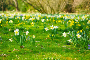 Daffodils at Easter time on a meadow. Yellow white flowers shine against the green grass.