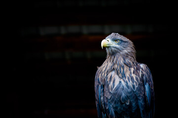 White tailed Eagle against black background