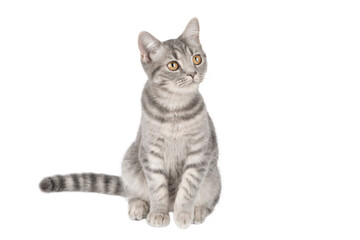 Fototapeta na wymiar gray kitten scottish straight isolated