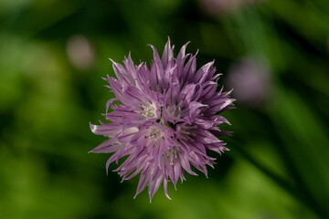A macro closeup of a flowering giant onion plant, beautiful decorative garden plant with purple flower globes, nature background
