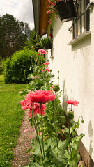 Corn poppy in the flower bed by the house. Red pink flowers shine. Plants photo
