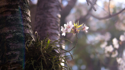 桜の新芽が木の間から生える