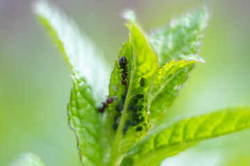 Fototapeta premium Peppermint plant with spawning of ants.An organic garden,Italy.House plant with insect