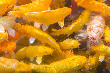 Colorful Background of Koi fish Beautiful Colorful Background of Koi fish swimming in water