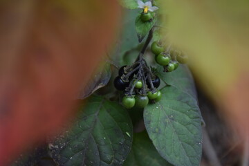 fly on leaf