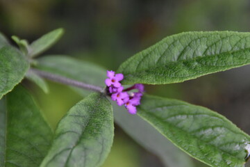 butterfly on a flower