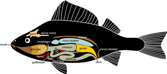 Internal anatomy of fish. Educational material with structure of perch (Perca fluviatilis) for biology lesson - obrazy, fototapety, plakaty