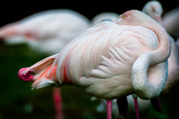 Two red flamingo standing in the pond
