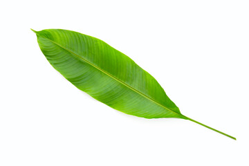 Obraz premium Heliconia leaf on white background.