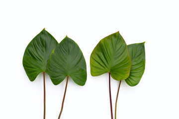 Green leaves of homalomena rubescens