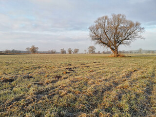einsamer Baum auf Feld im Winter