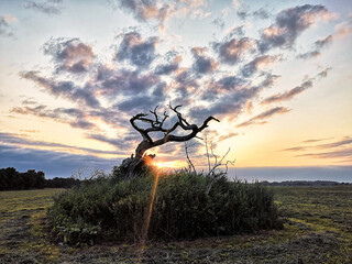 toter Baum im Sonnenaufgang, Fischland-Darß