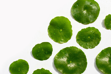 Fresh green centella asiatica leaves in petri dishes on white background.