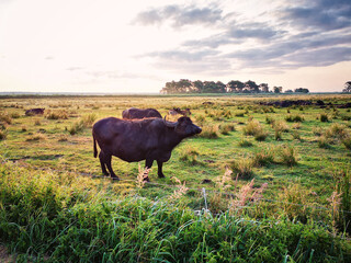Wasserbüffel auf der Weide, Fischland-Darß, Mecklenburg-Vorpommern, Deutschland