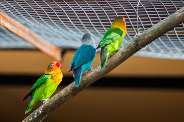Obraz premium Colourful parrot bird sitting on the perch